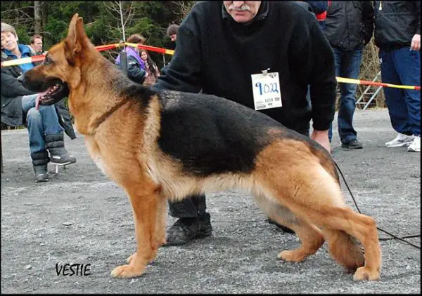 NUCH Stjernelias Vicki