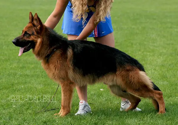 SG 1 (RUS) Baldrsens Piter