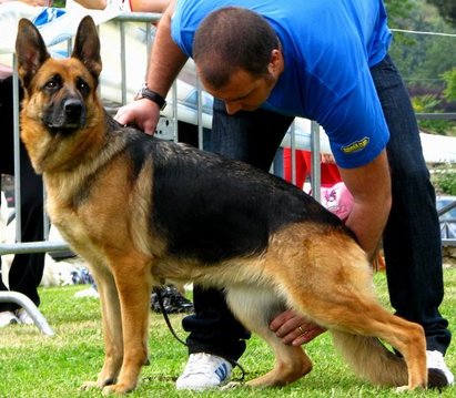 V (Madegras) Bambolina