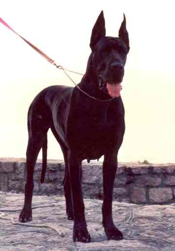 Cyddartha de la Benjamine