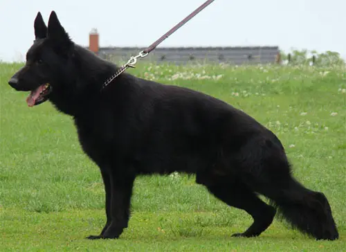 V Nero z Udoli Ediny