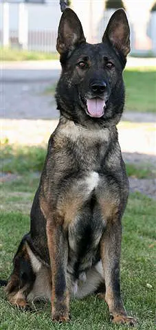 G Chyla z Esagilu
