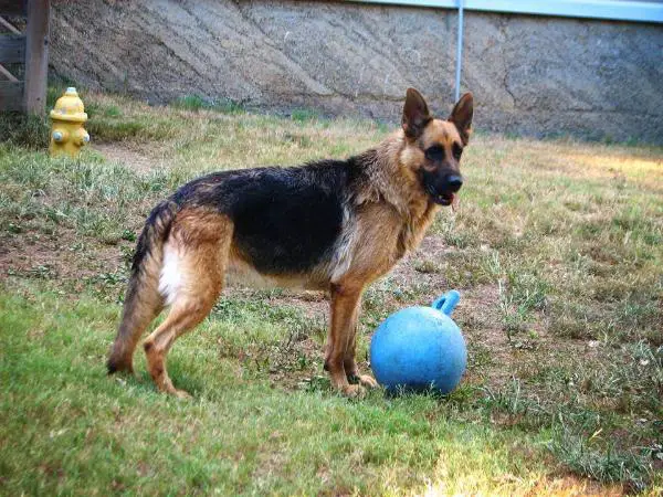 Weiss' Lost Soul Liz