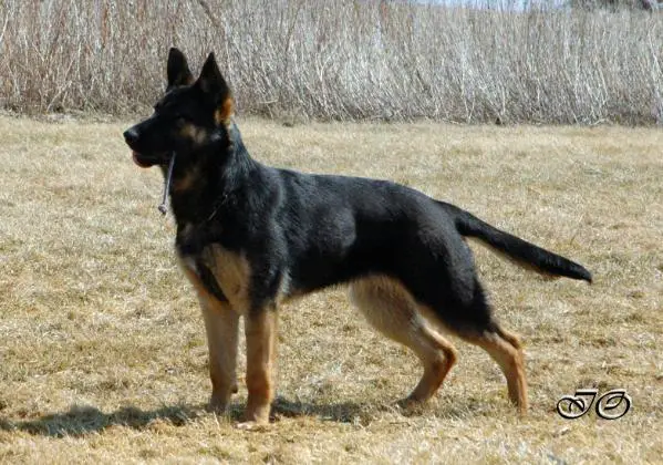 Yanka von der Wölfen