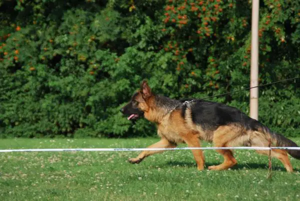 Ferro vom Holtkämper Hof