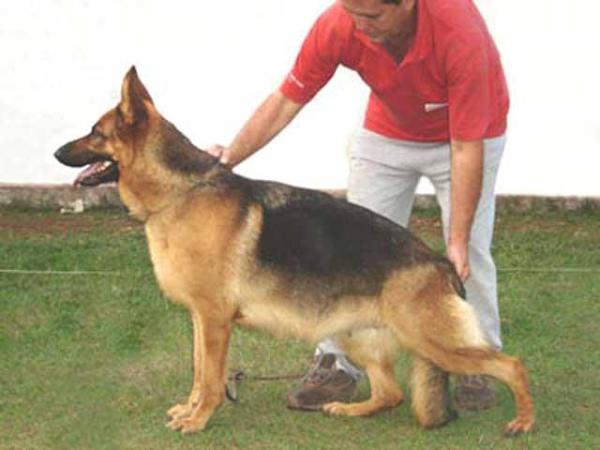 Xinnah do Rancho dos Ipês