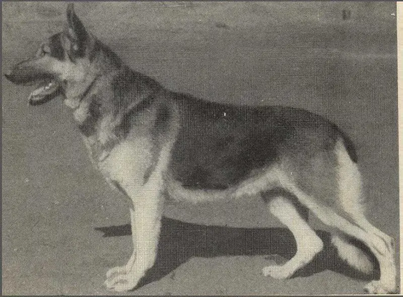 Shepherd of Wainsbeck