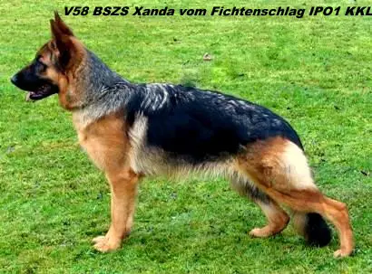 V58 BSZS 2010 Xanda vom Fichtenschlag