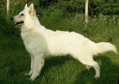 Canta Lupa White Volta