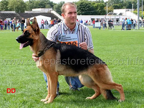 V (SG 29 BSZS JKL 2010) Enya von der Zenteiche