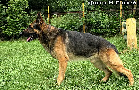 a-Cenzor s Sirenevoy Doliny
