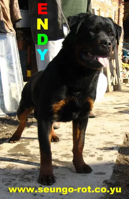 CH Endy Se Ungo - Rott