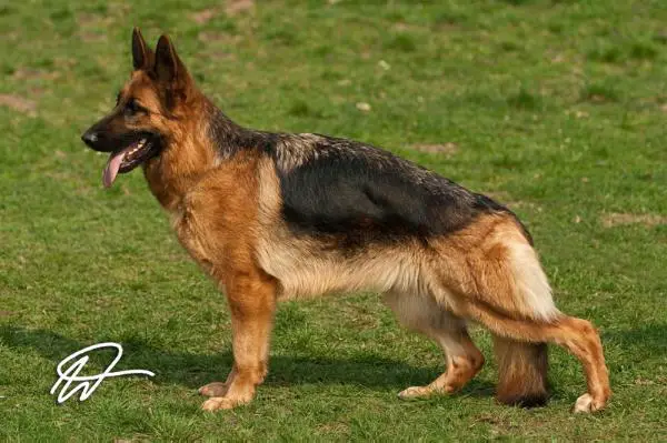 V Ebba vom Wolkenstein