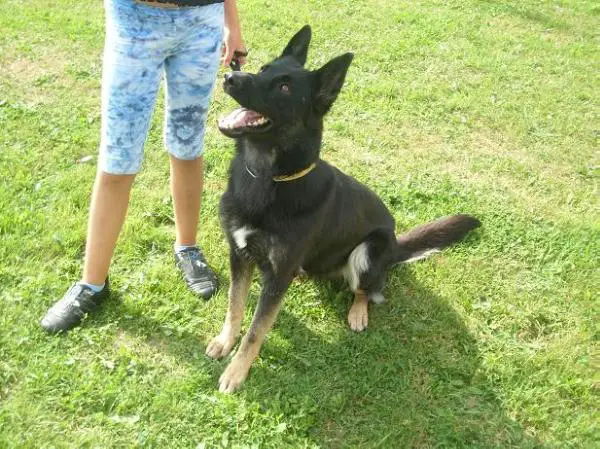 Freja vom Lisdorferland