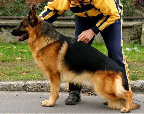 Dux ze Skalnego Wzgorza