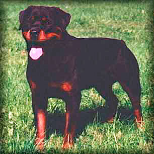 V-1 BS 98' Champ von der Scherau