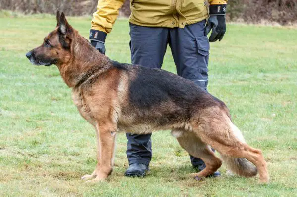 V (FIN) Anton FIN44349/08