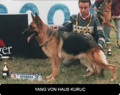 Yang von haus Kuruc