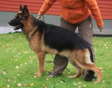 Jeck vom der Josefshöhe