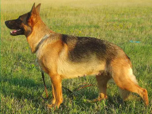 Afra vd Luisenthal