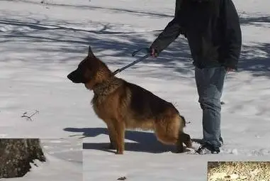 Rotgluehend Herzas Exon