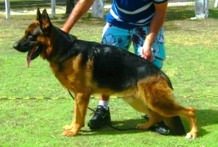 Haki von der Wienerau