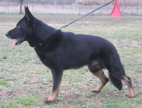 SG Asso della Decima Mas