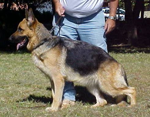 Calissa do Vale das Arábias