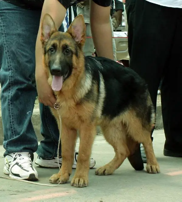 VV1 Xandro v. Nimbus