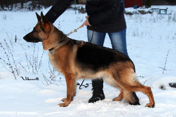 V Zhemchuzhina fom Haus Reva