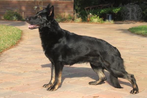 DOBRY Bondy Grayblack