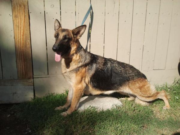 LFR City Lights Aura V Kimmelot