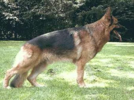 Tyras von der Urbecke