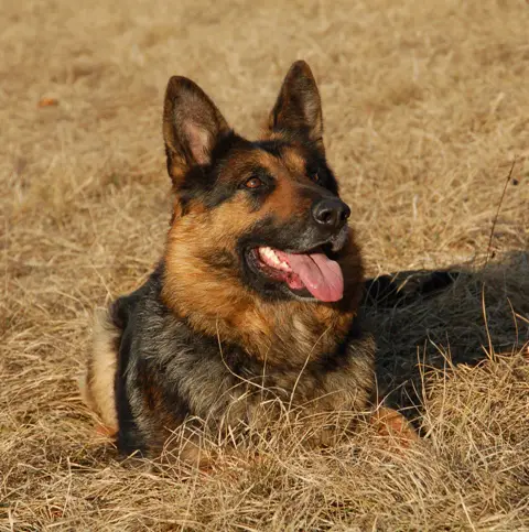 SG Daggy vom Feuerberg