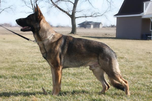 Dimitri Valkyrie Leipold
