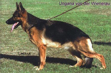 SG1 Ungana von der Wienerau