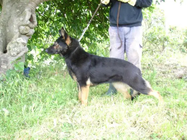 Cety z Jirkova Dvora