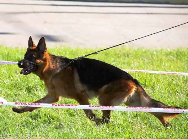 Arko vom Storchsberg