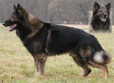 Kalle vom Welzbachtal