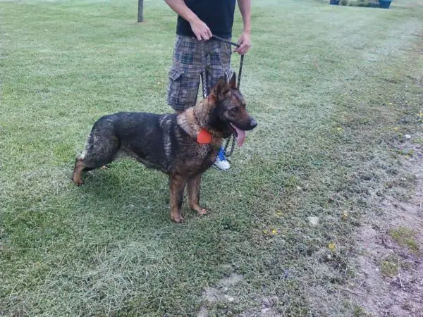 Sheba Vom Enckhausen