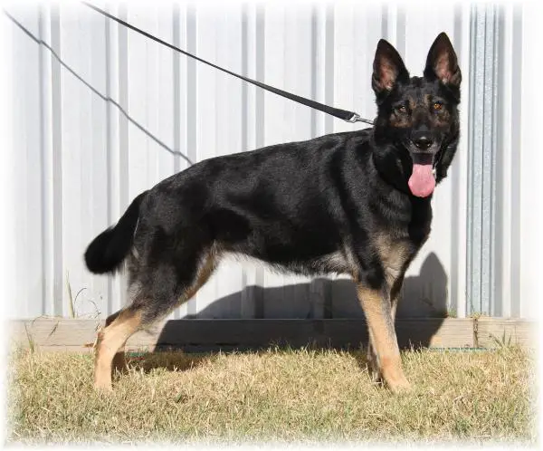 Sokari Catch Me If U Can