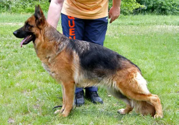 Ajola vom Haus Christa