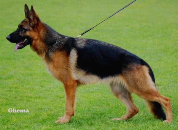 V Dezi vom Mittelwest