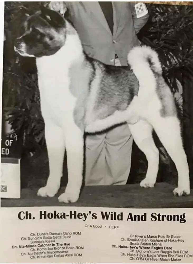 AKC CH Hoka-Hey's Wild And Strong