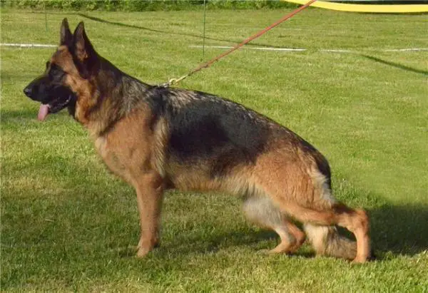 Russtannenwald Pavla