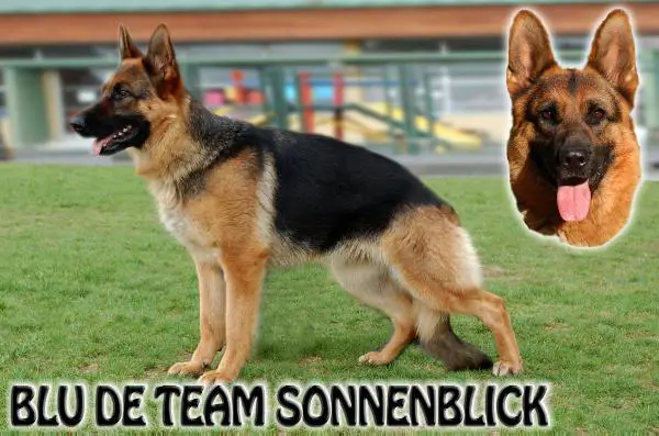 Blu De Team Sonnenblick