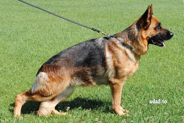 V Honda Di Casa Nobili