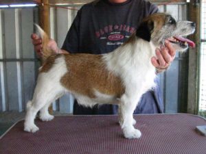 AU CH Mahkoolma Jack Fargo