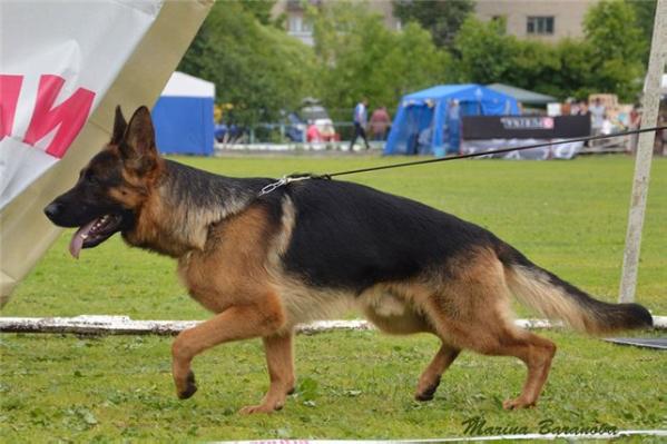 RUSCH Fest Kiefer Stingray