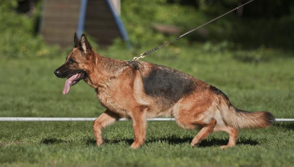 VA3 (Spain), VA8 (Italy) Quenny von der Rochele-Ranch